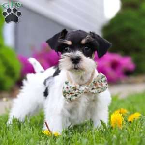 Millie, Miniature Schnauzer Puppy